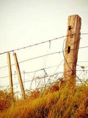 Shen Ning Ran Bo Jin