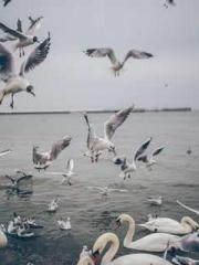 The Poisonous Doctor