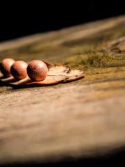 The Daring Wife of a