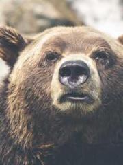 The Best Little Body