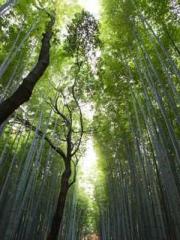 Rong Zhao, male, Nin