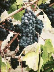 Shen Ning, Ran, Bo J