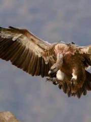 Fu Zi Mo Qin Luo Yan