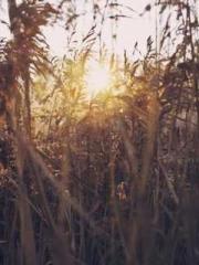 The Beloved Physicia